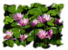 wcpsdk_graphicsmm_brushes_imageasopacitymasksingle Object that has an ImageBrush opacity mask